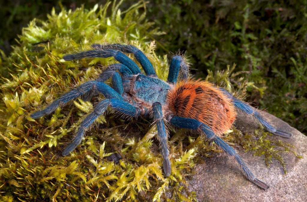 Close up of a green bottle blue tarantula crawling over a moss covered rock.