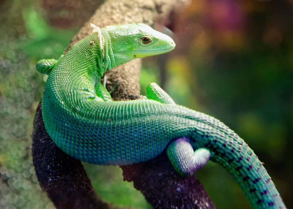 Close up of Green Keel-Bellied Lizard crawling on a branch.