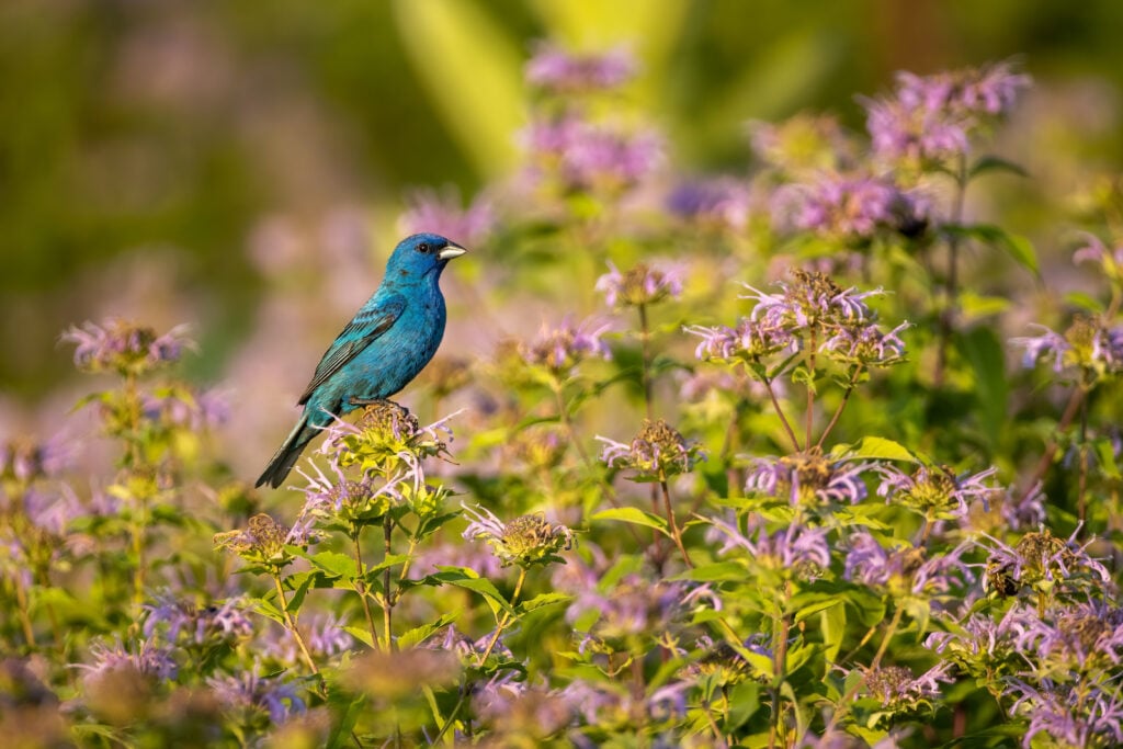 Indigo Bunting sitting on top of a flowering shrub.