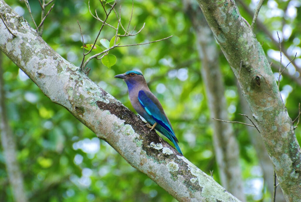 Indochinese Roller bird sitting on a branch in a tree in the forrest.