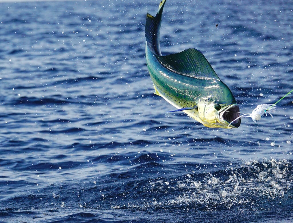 Close up of airborne mahi mahi over the ocean in the hunt of bait on a fishing pole.