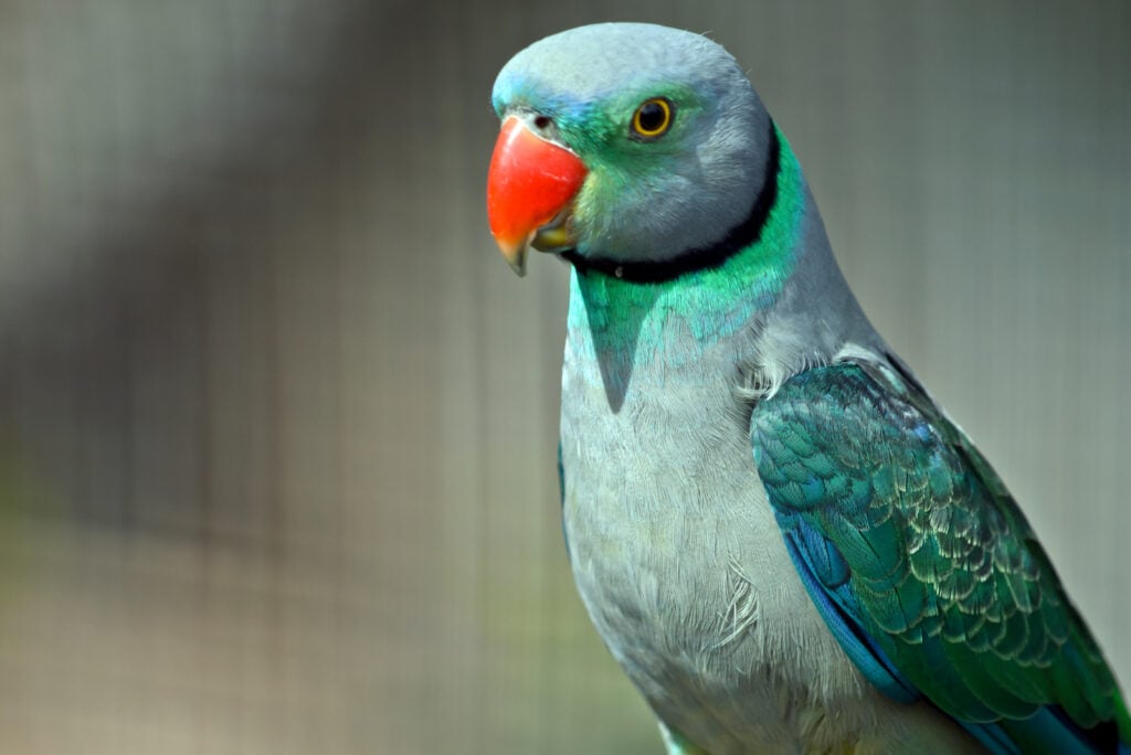 Close up of a malabar parakeet.