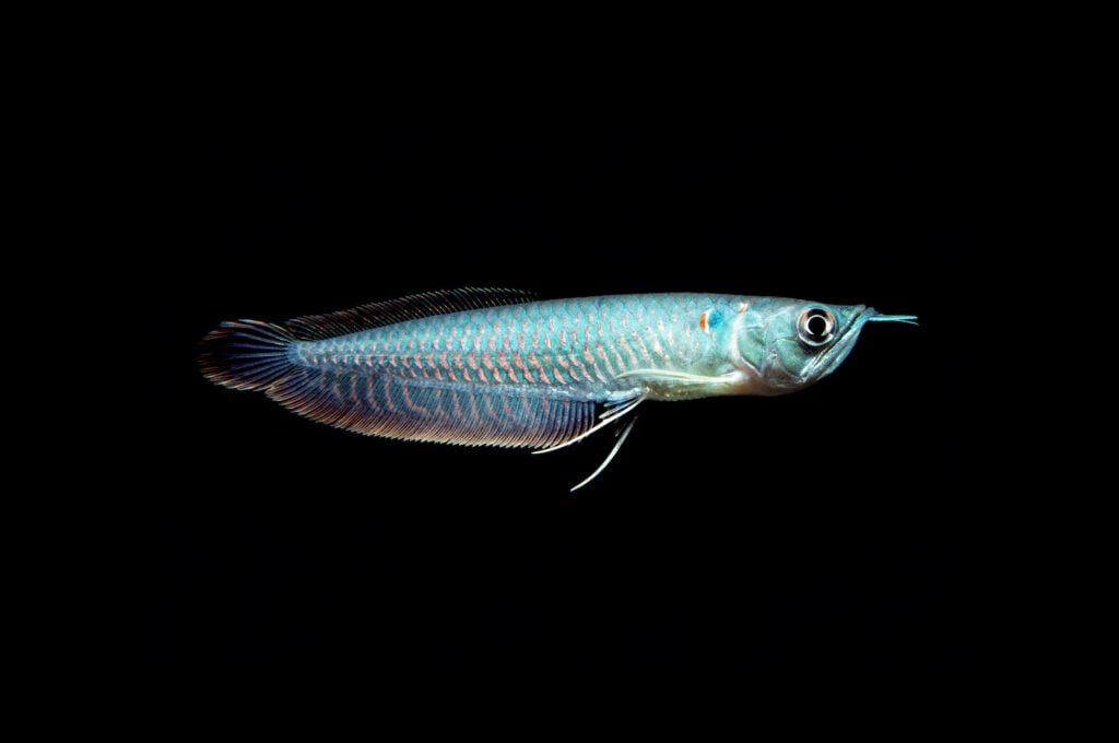 Small young Silver arowana in soft teal color, in a aquarium with a black background.