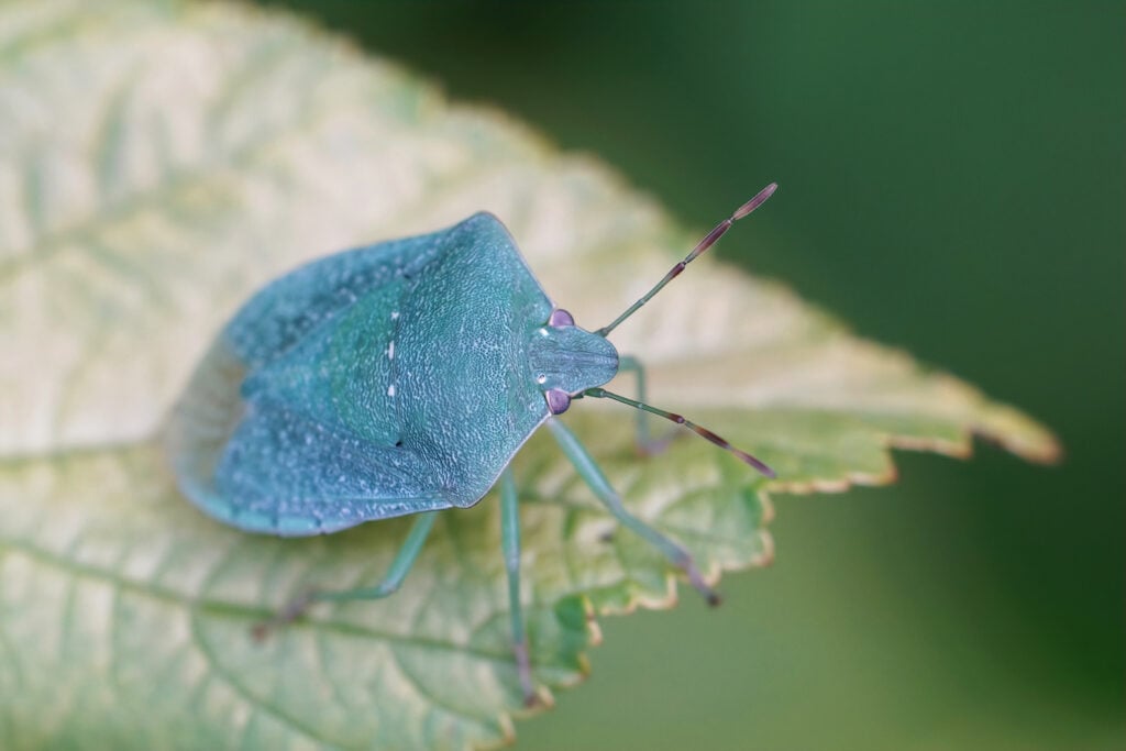 Close up of adult southern green shield bug, Nezara virudula, sitting on a leaf.