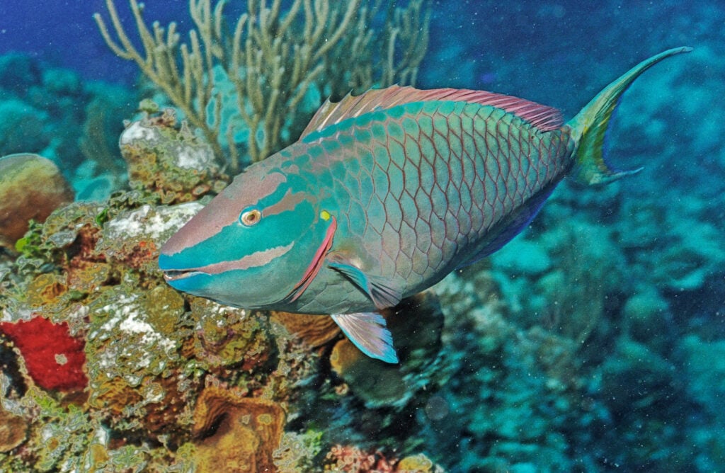 Close up of male stoplight parrotfish swimming in the sea.