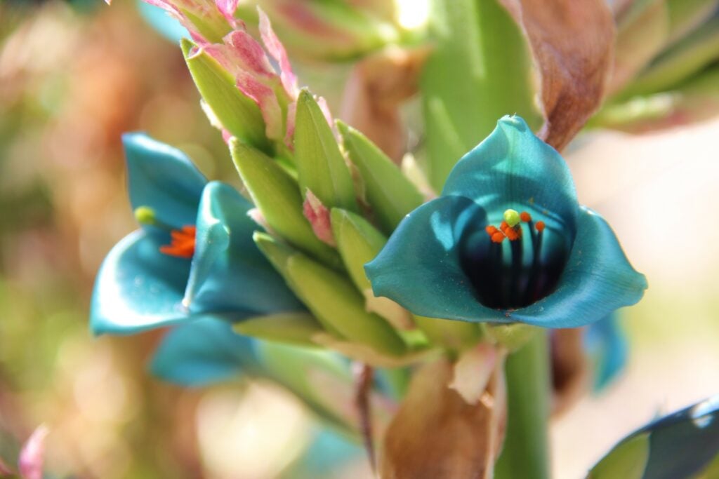 Close up of a teal puya flower in bloom.