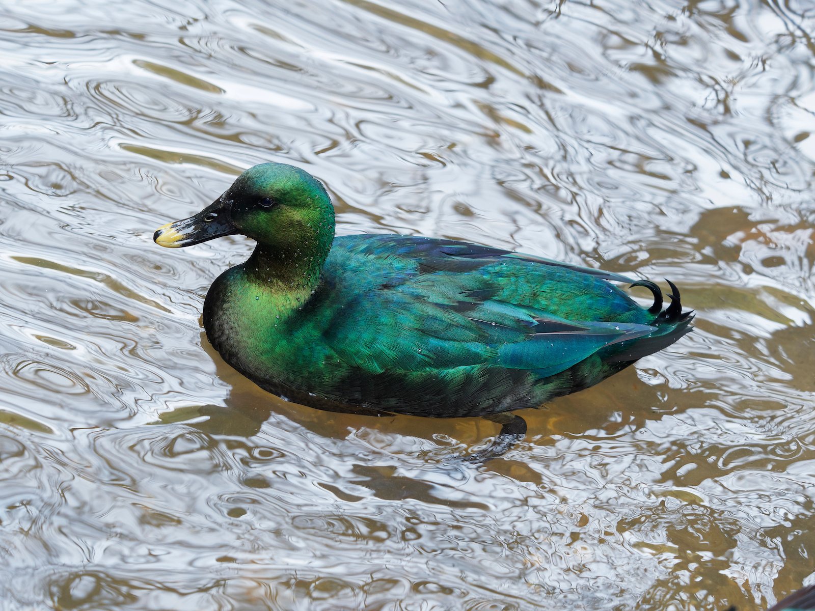 51 of the Most Colorful Ducks in the World Color Meanings