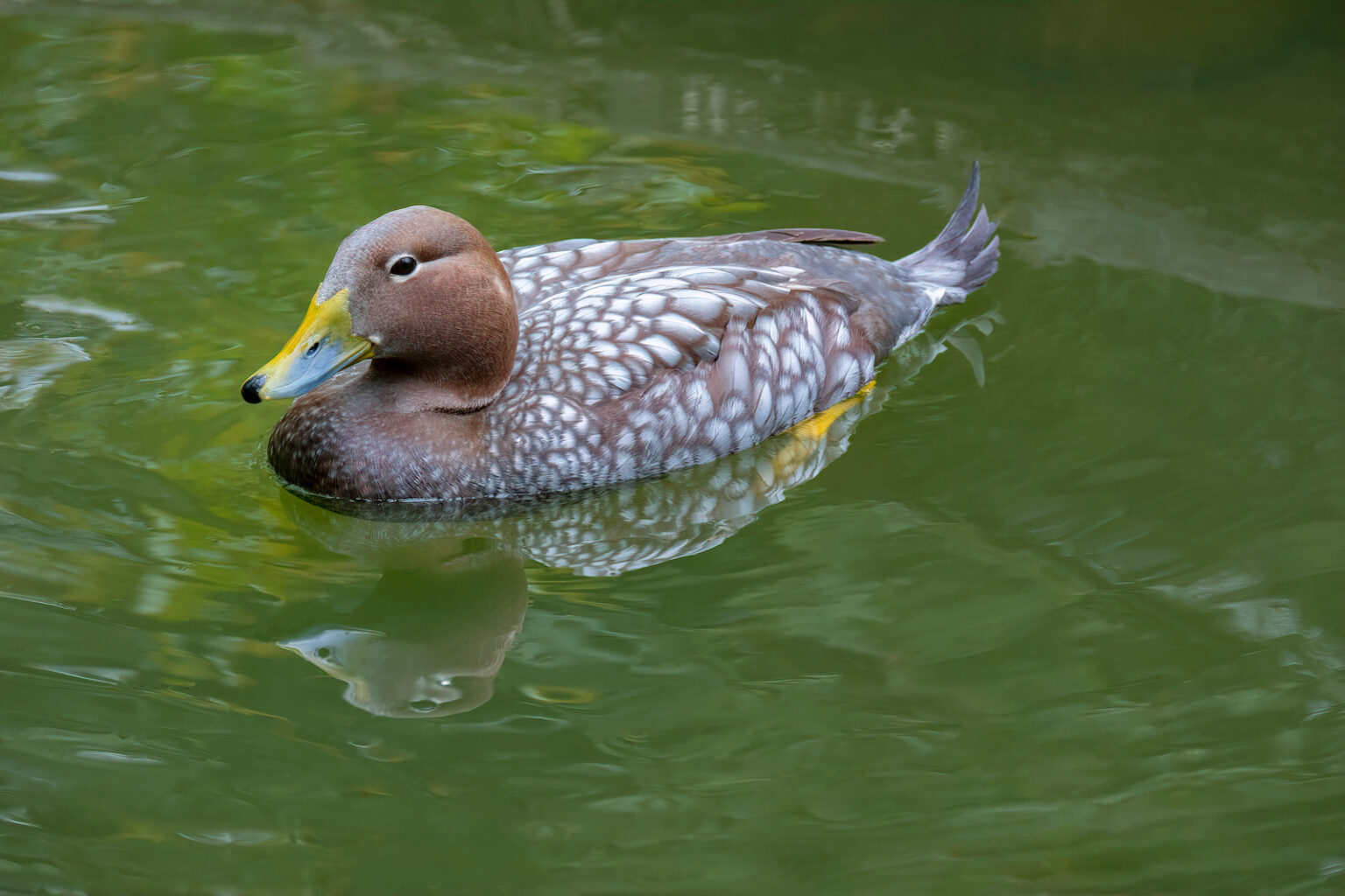 Ducks In Color 51 of the Most Colorful Ducks in the World | Color Meanings