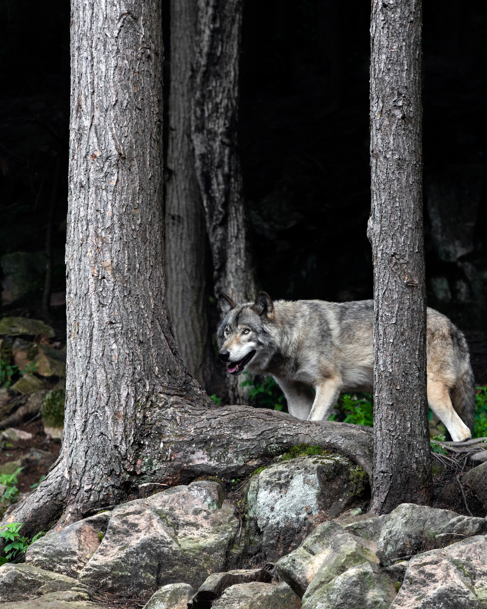 Labard Wolves 51 of the Most Colorful Wolves and Other Wild Dogs in the World | Color ...