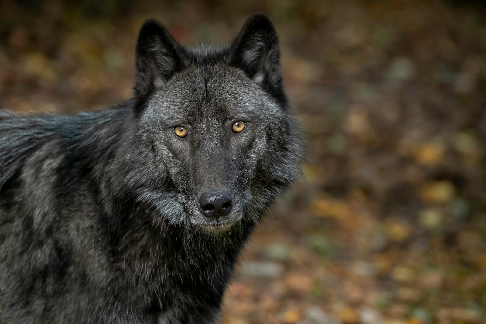 Greywolf Blacksock