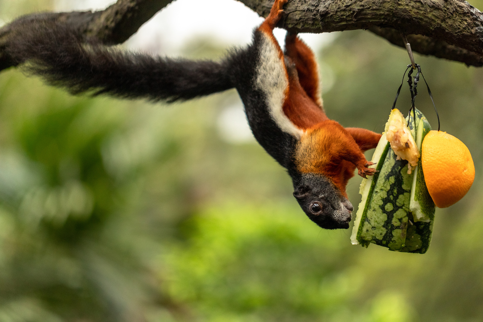 51 of the Most Colorful Squirrels in the World | Color Meanings