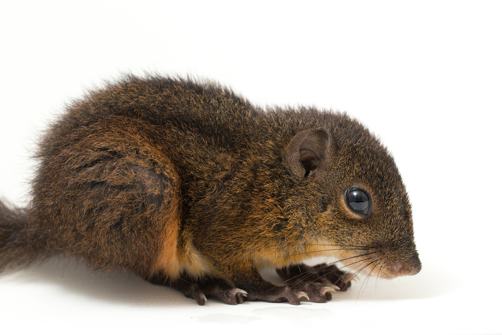 51 of the Most Colorful Squirrels in the World | Color Meanings