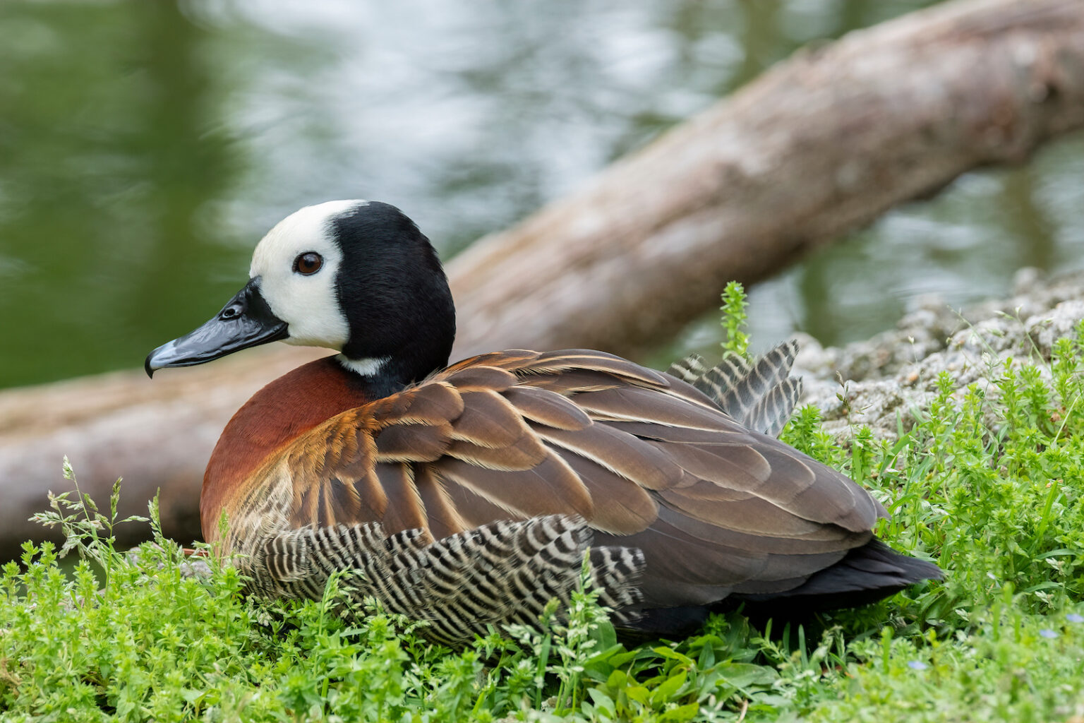 51 of the Most Colorful Ducks in the World | Color Meanings