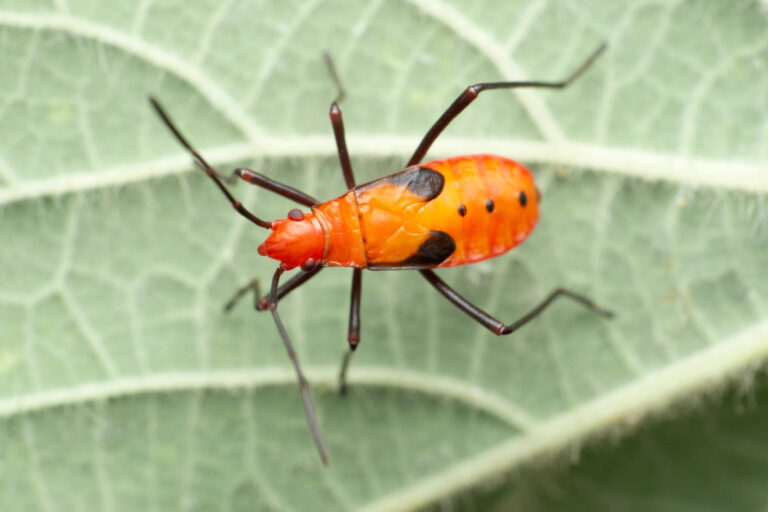 53 of the Most Colorful Insects in the World | Color Meanings