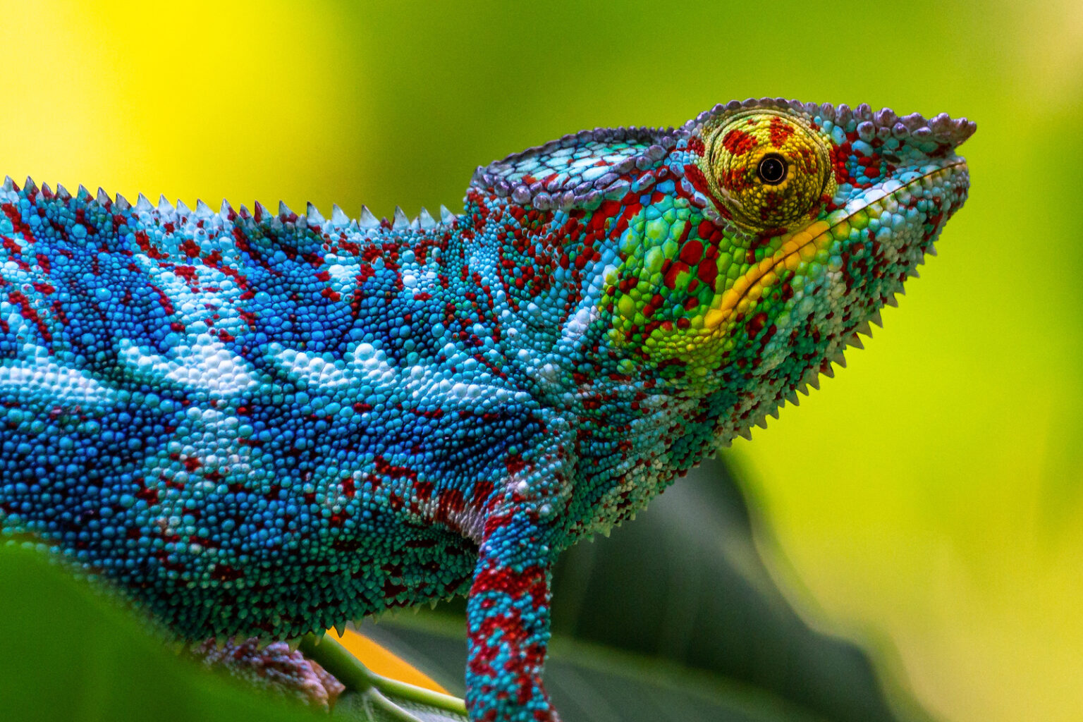 Why Do Chameleons Change Color And How Do They Do It Color Meanings