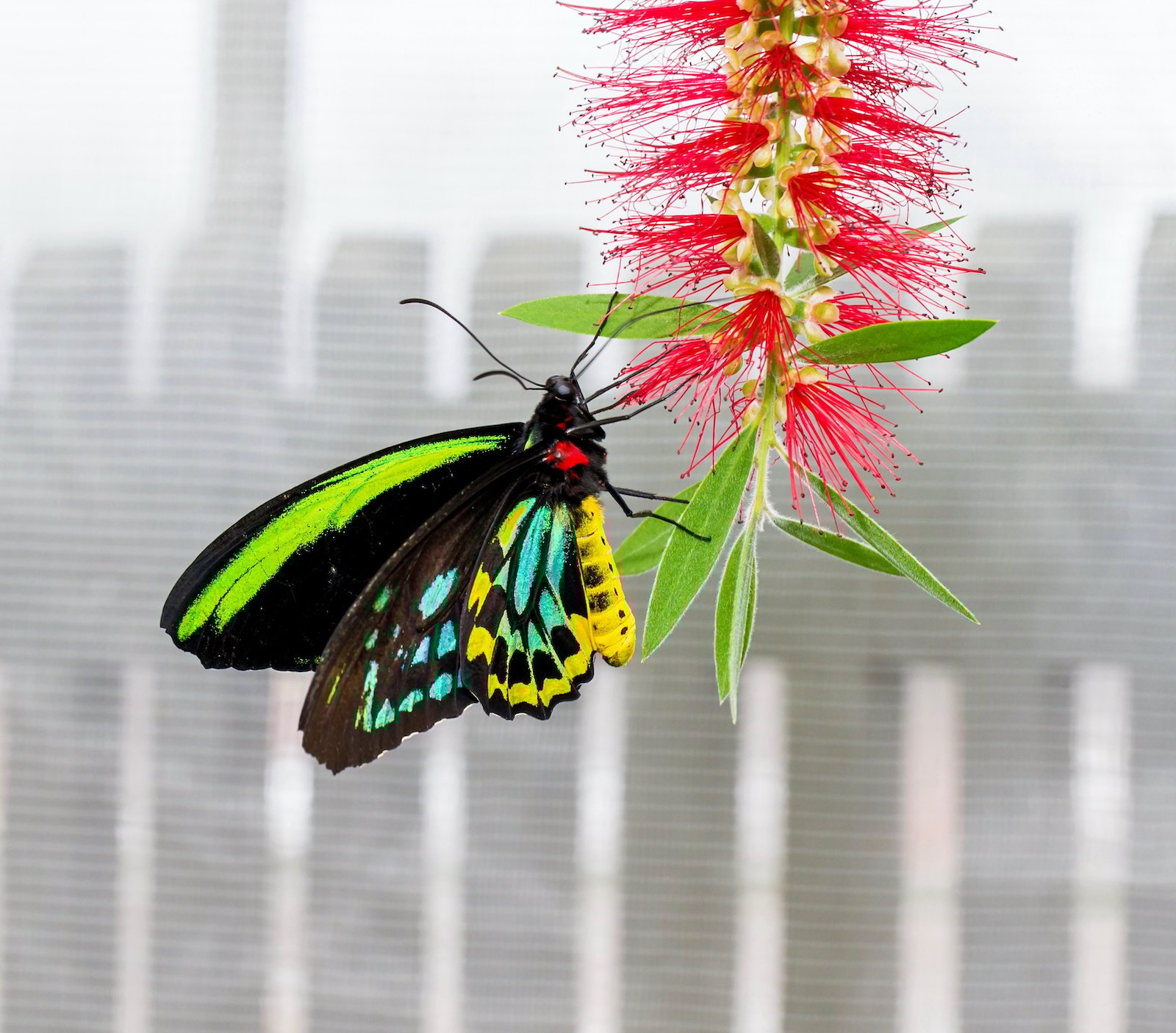 53 of the Most Colorful Insects in the World | Color Meanings