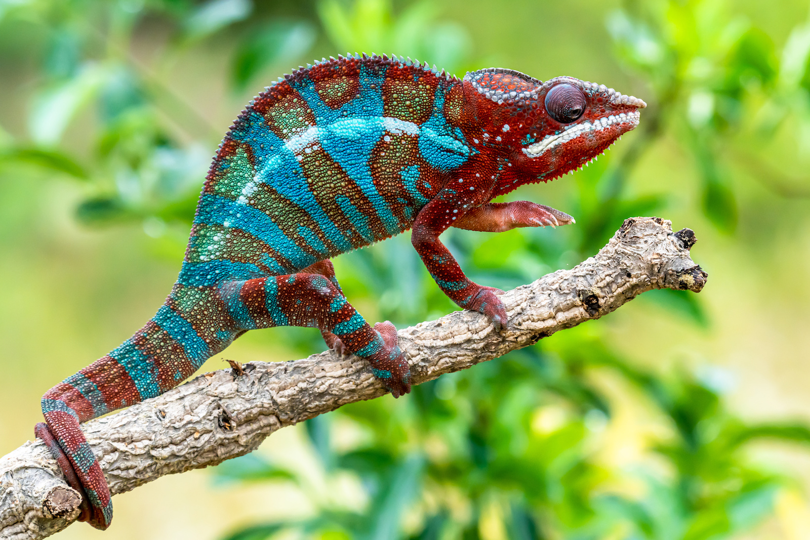 What Colors Do Jackson S Chameleons Change At Michael Robin Blog