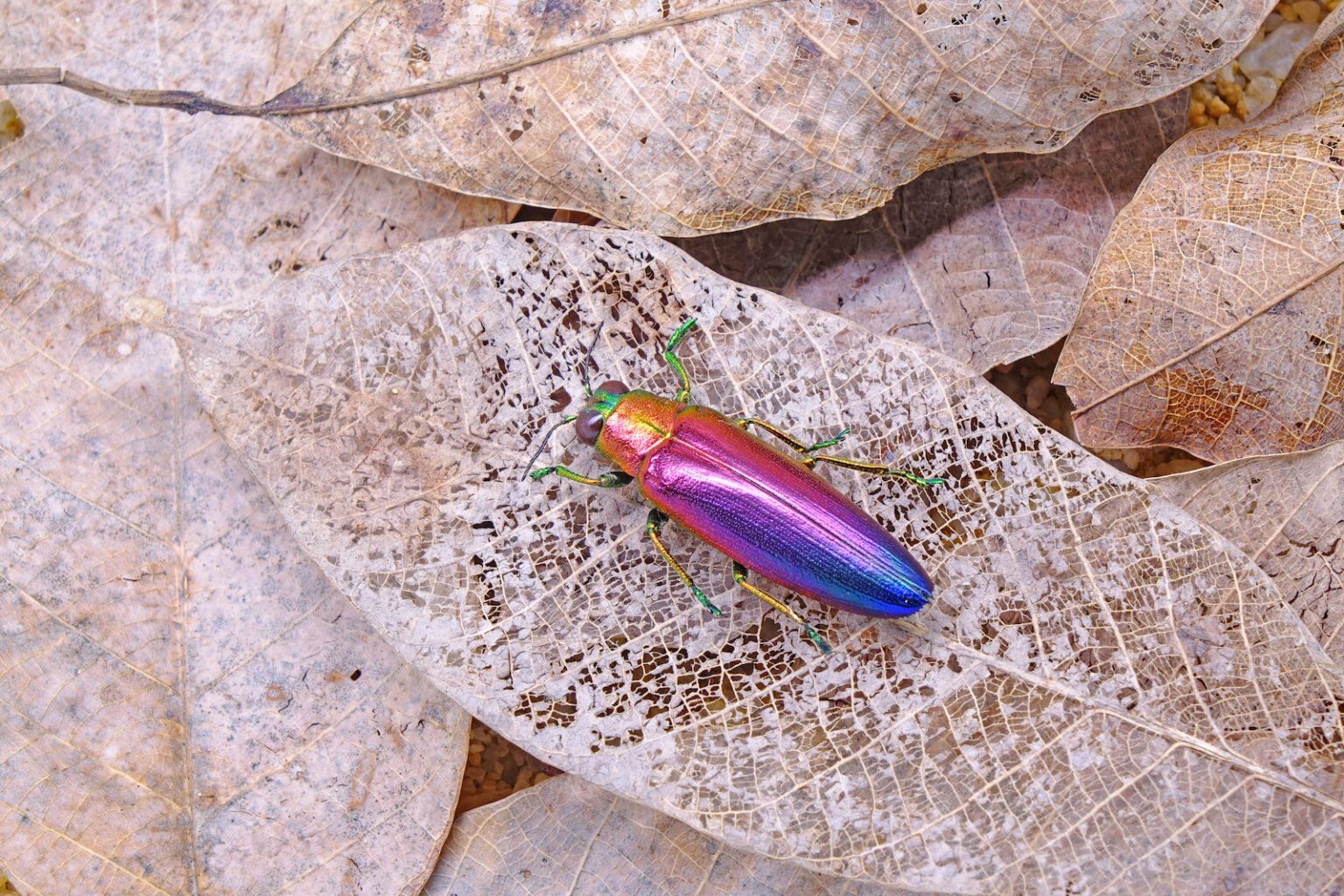 53 of the Most Colorful Insects in the World | Color Meanings