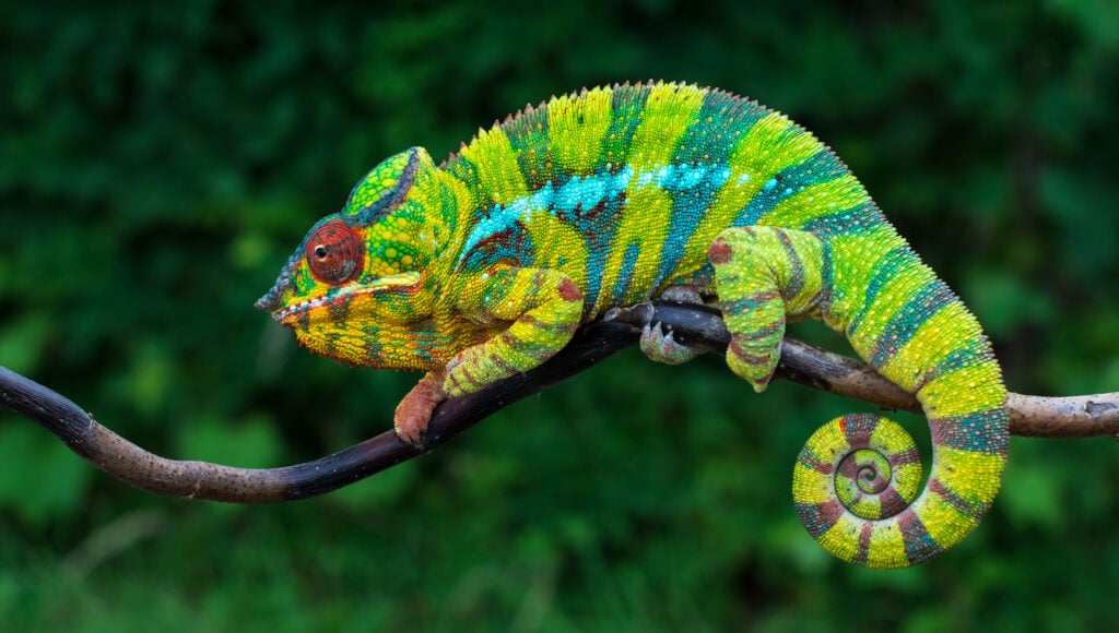 Chameleon Changing Color