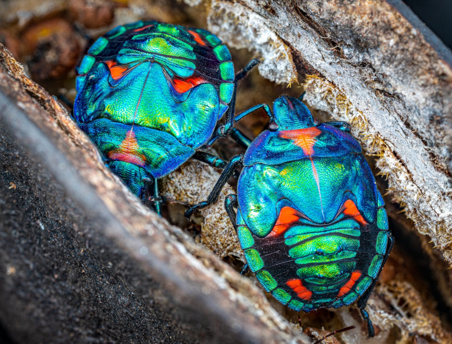 53 of the Most Colorful Insects in the World | Color Meanings