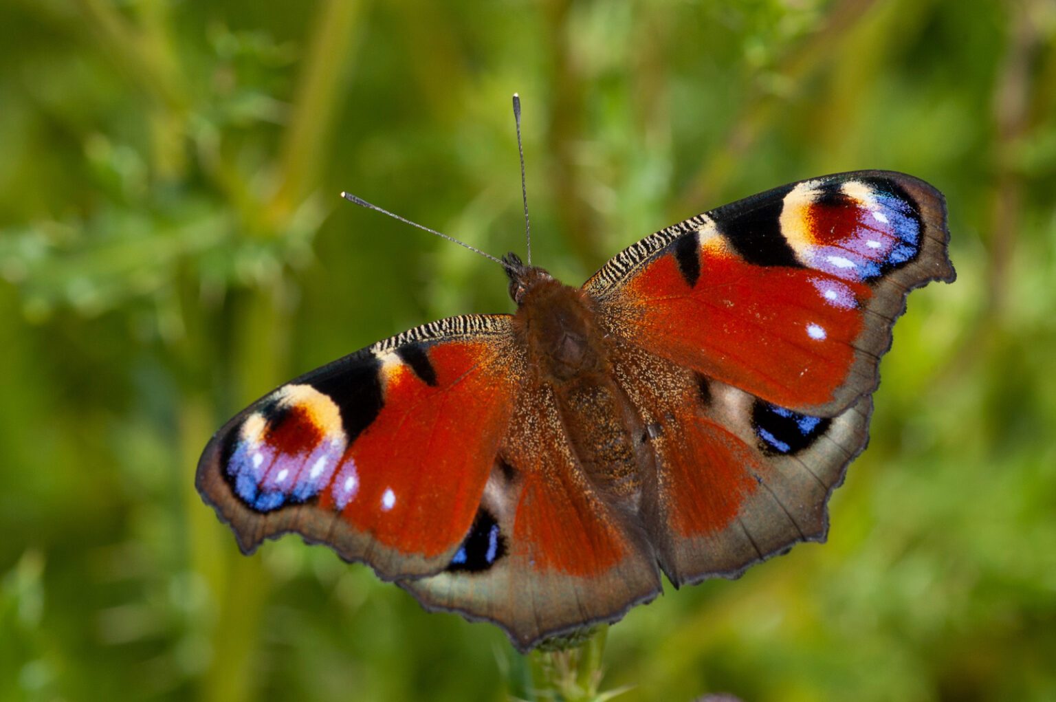 53 of the Most Colorful Insects in the World | Color Meanings