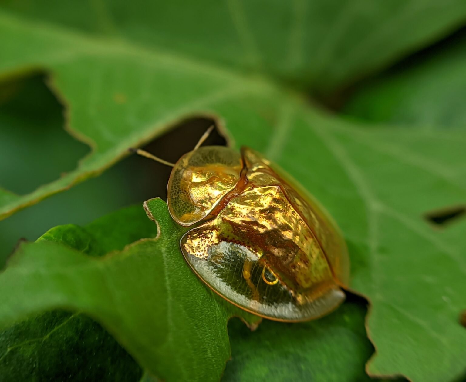 53 of the Most Colorful Insects in the World | Color Meanings