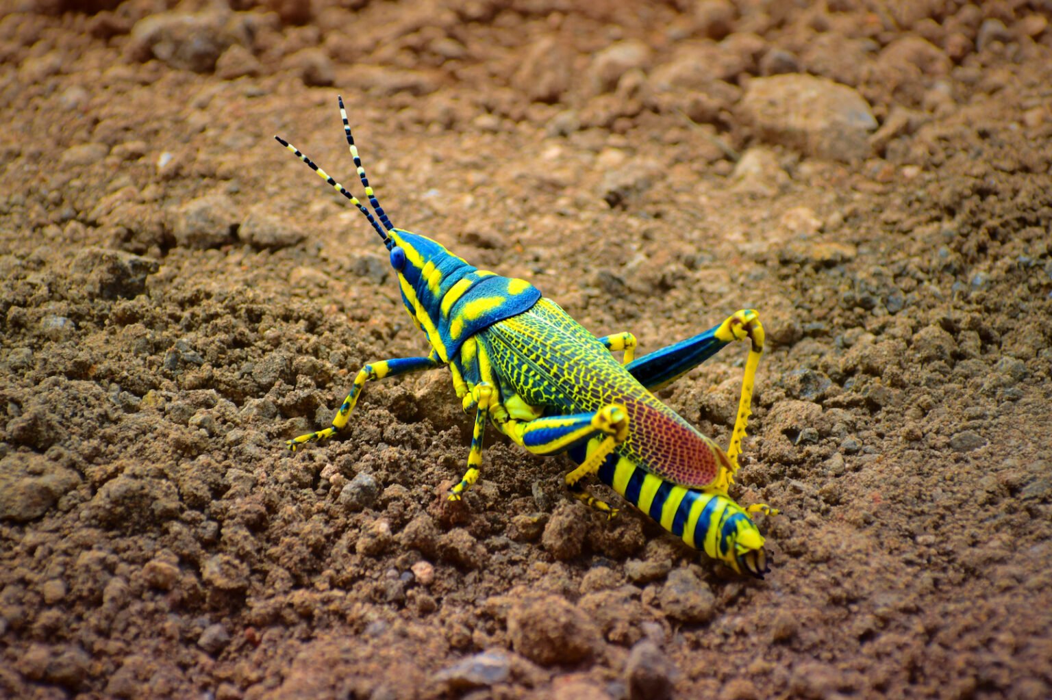 53 of the Most Colorful Insects in the World | Color Meanings