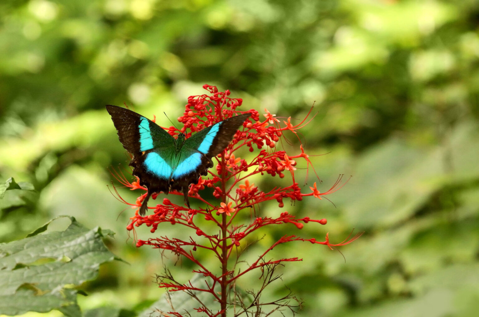53 of the Most Colorful Insects in the World | Color Meanings