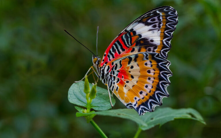 53 of the Most Colorful Insects in the World | Color Meanings