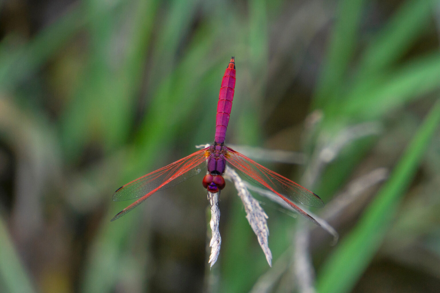 53 of the Most Colorful Insects in the World | Color Meanings
