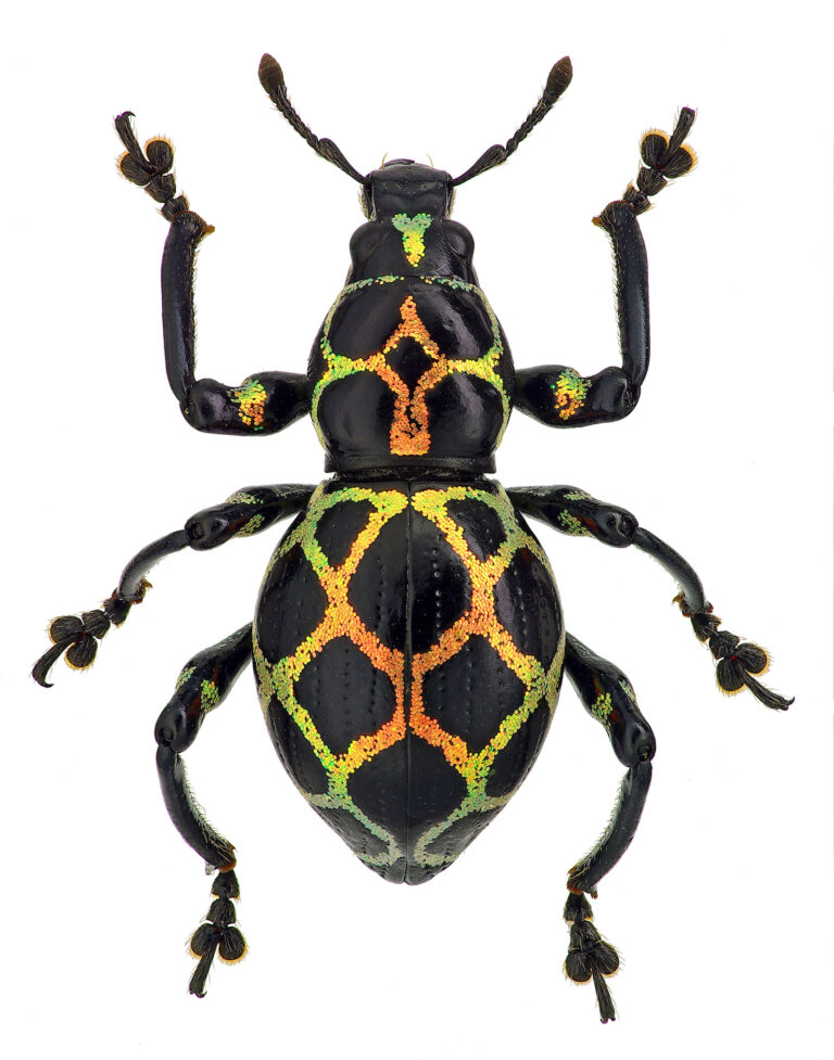 53 of the Most Colorful Insects in the World | Color Meanings
