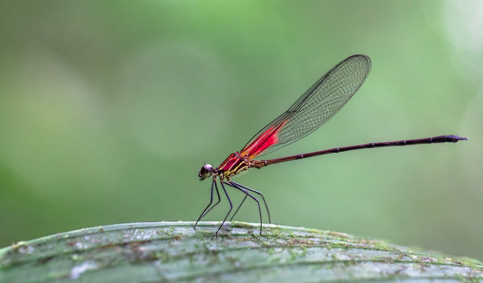 53 of the Most Colorful Insects in the World | Color Meanings
