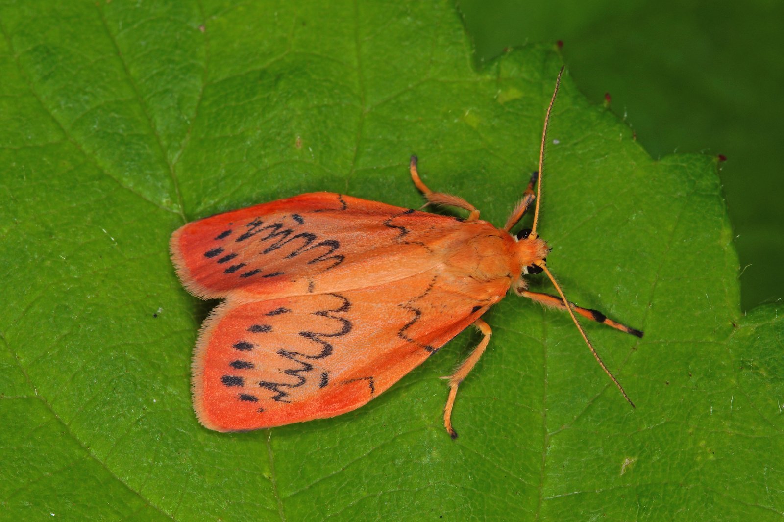 53 of the Most Colorful Insects in the World | Color Meanings