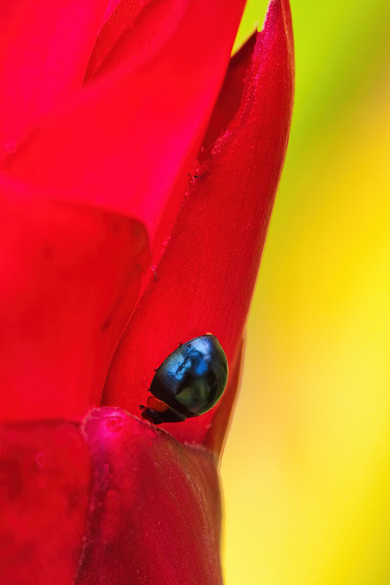 53 of the Most Colorful Insects in the World | Color Meanings