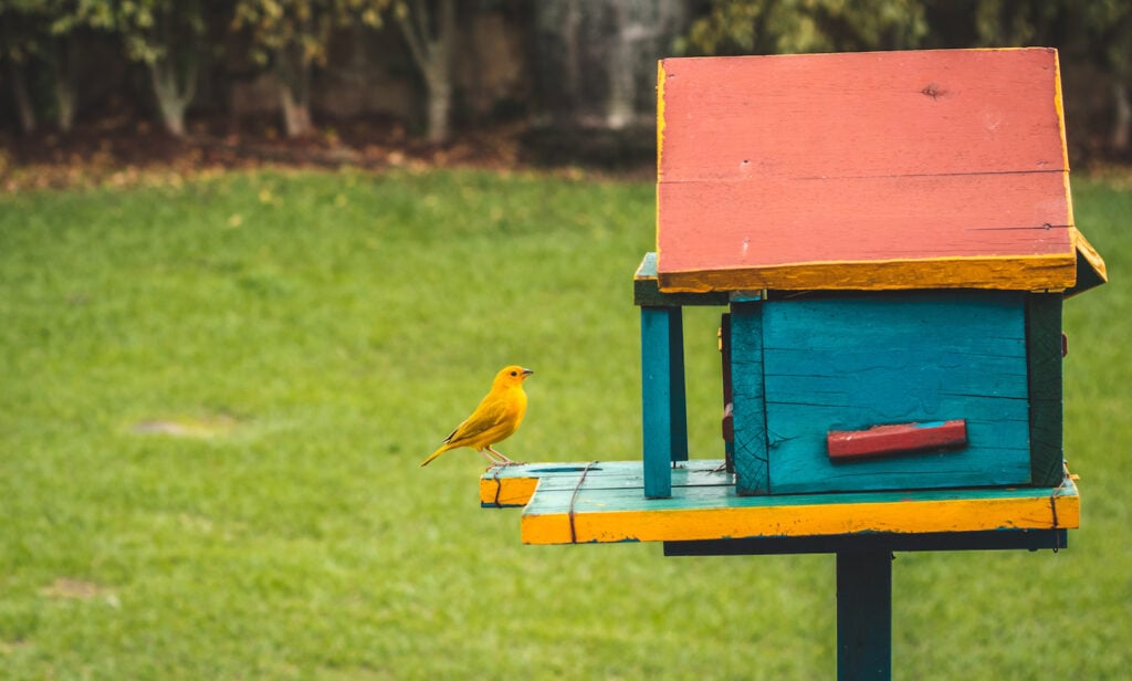 Bird at colorful birdhouse in garden