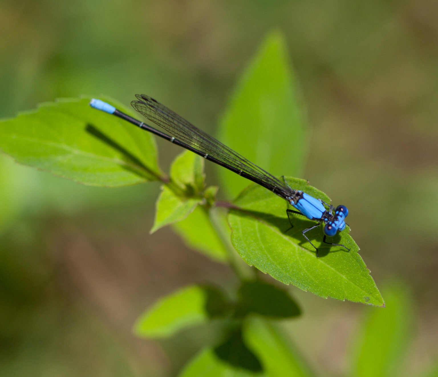 42 Blue Animals Found in Nature and Their Colorful Features | Color ...
