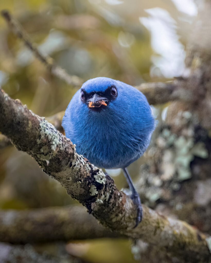 Blue and black Tanager (tangara vassorii) feeding.