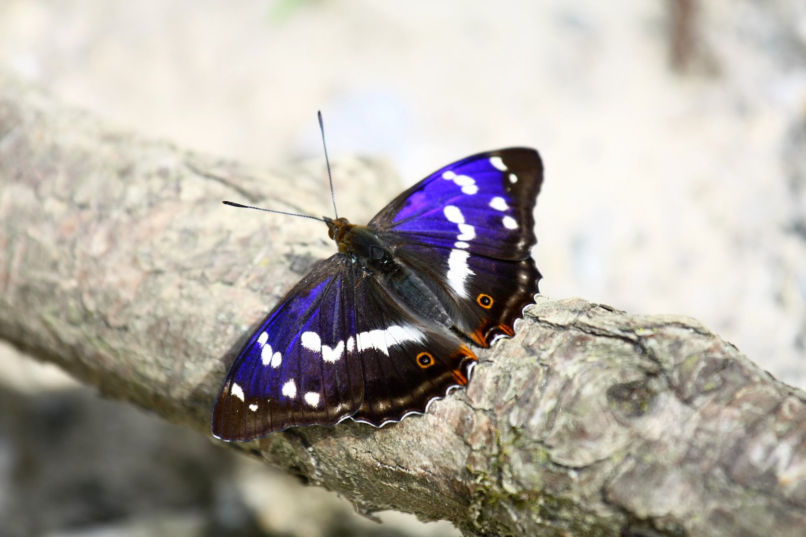 41 Purple Animals Found in Nature and Their Colorful Features Color Meanings