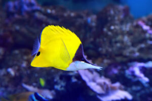 42 Yellow Animals Found in Nature and Their Colorful Features | Color ...