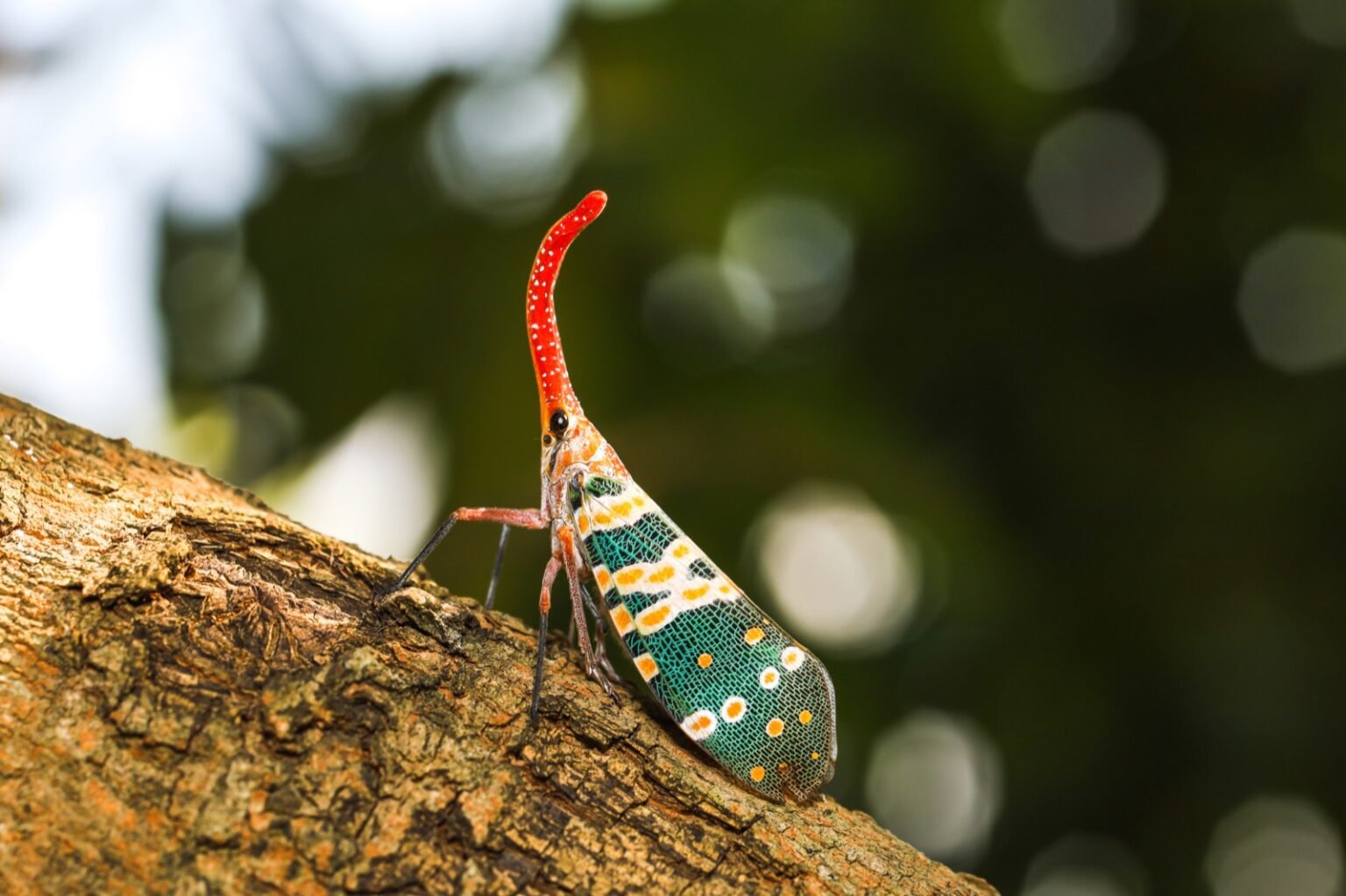 53 of the Most Colorful Insects in the World | Color Meanings