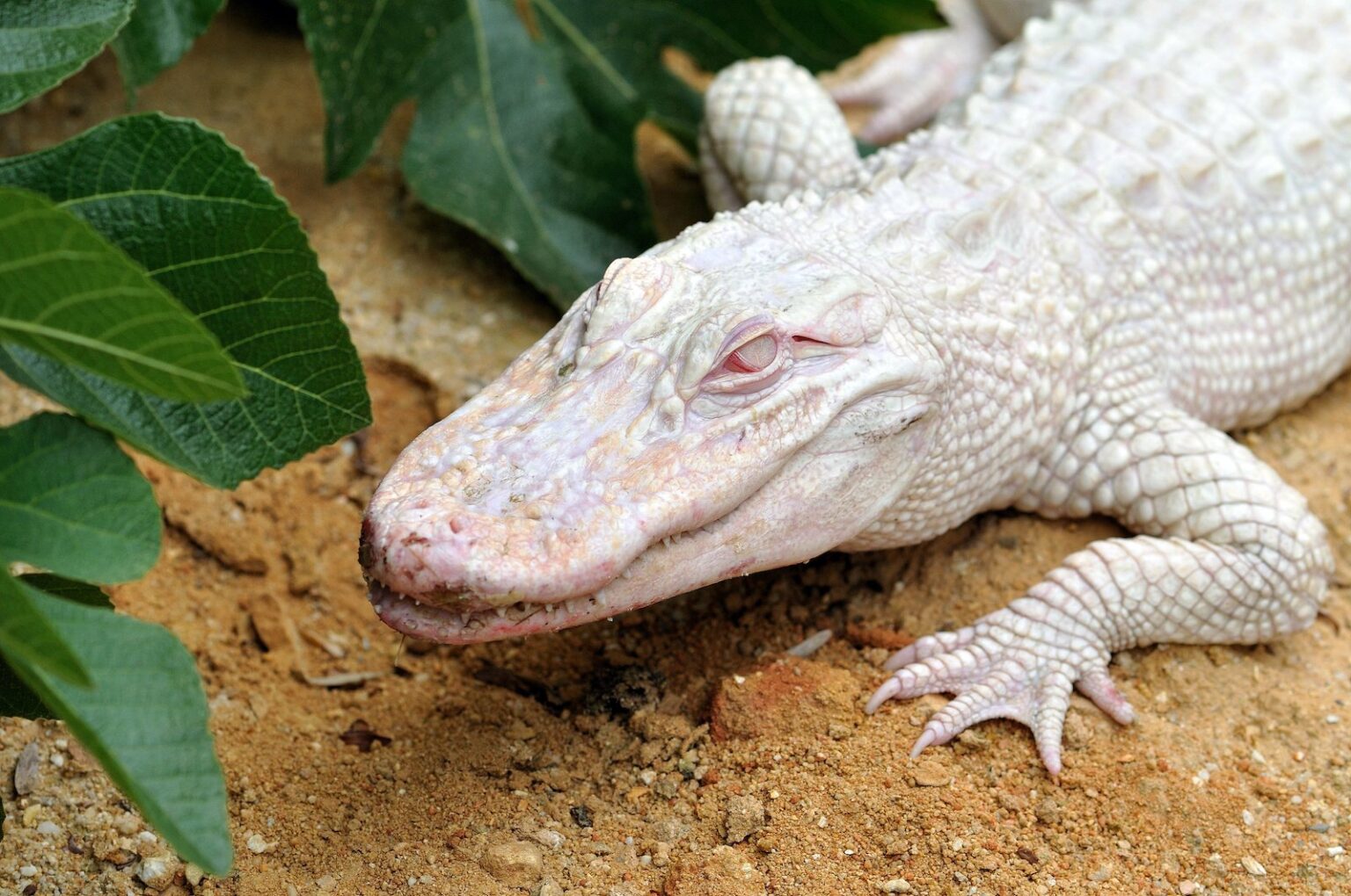 42 White Animals Found In Nature And Their Colorful Features Color 