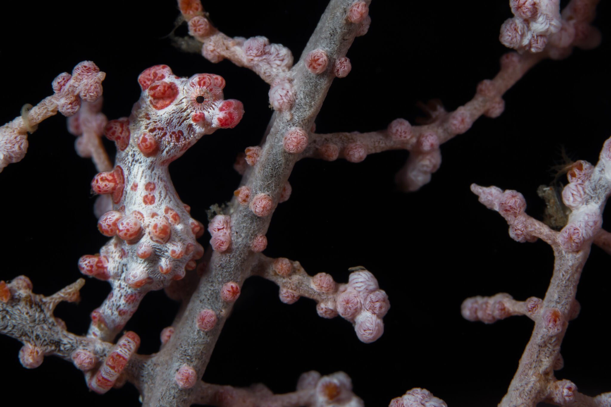 42 Pink Animals Found in Nature and Their Colorful Features | Color ...