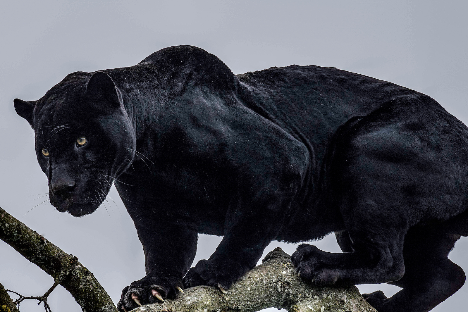 42 Black Animals Found In Nature And Their Colorful Features Color 42 Black Animals Found In Nature And Their Colorful Features Color