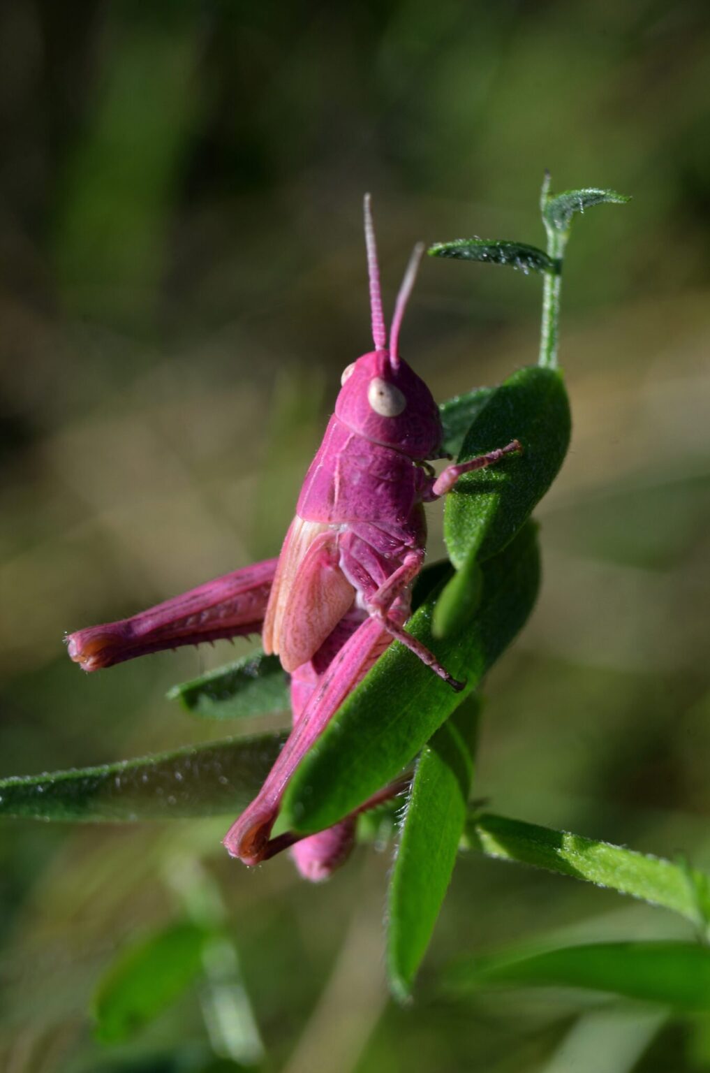 42 Pink Animals Found in Nature and Their Colorful Features | Color ...