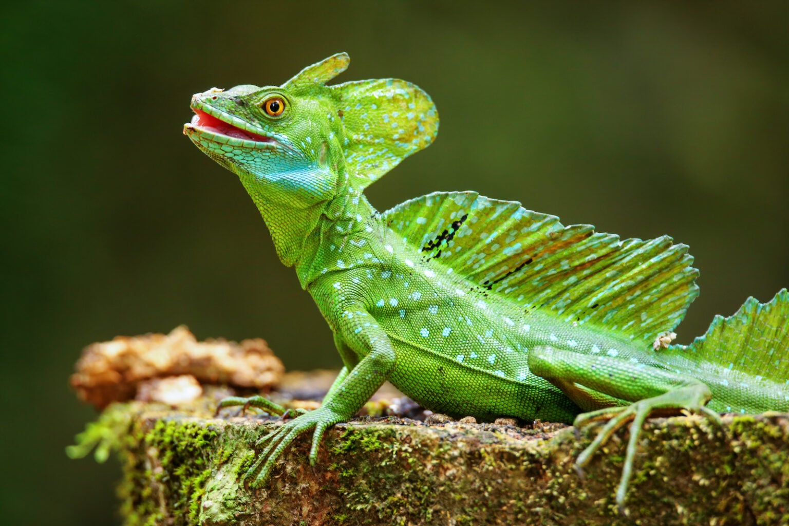 Colors in Nature - Color Meanings