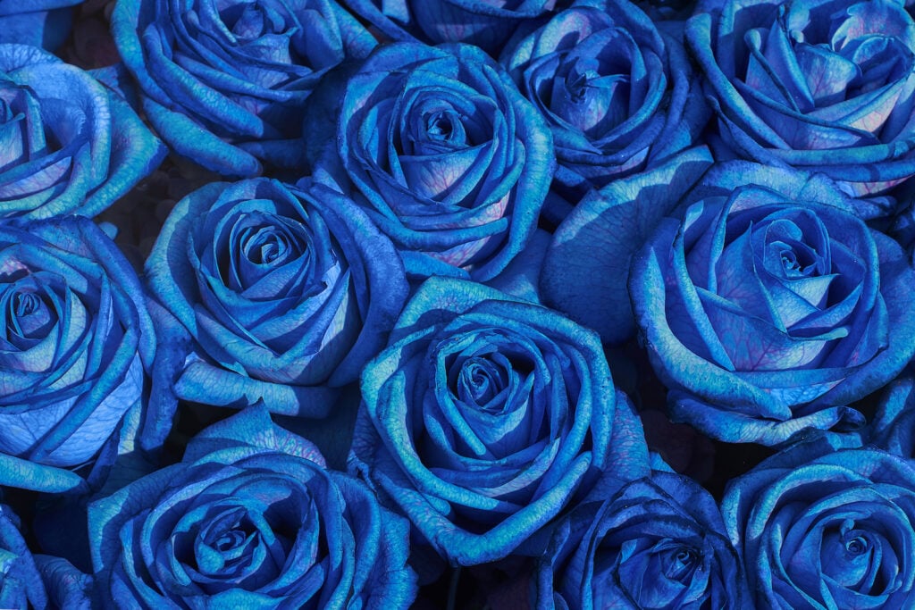 Several blue roses