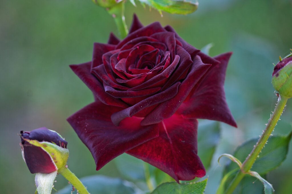 Burgundy velvety rose