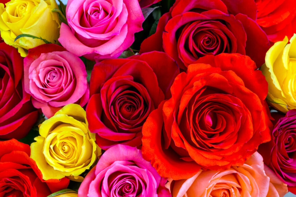 22 Rose Color Meanings: What Does Each Shade Symbolize? - Color Meanings