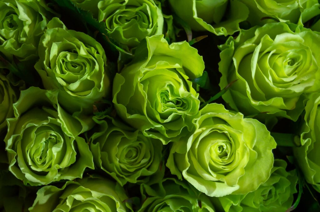 Top view of green roses