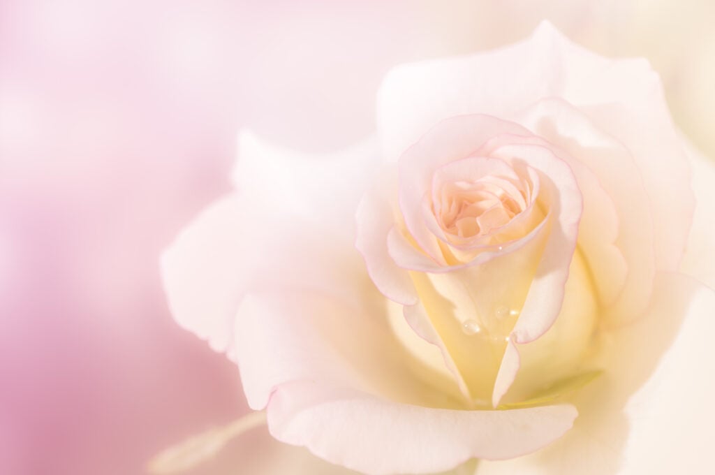 Pearl-colored rose up close